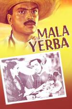 Mala yerba 