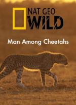 Man Among Cheetahs 