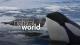 Killer Whales: The Ultimate Guide (TV)