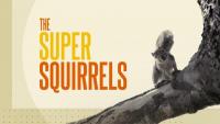 Natural World: Super Squirrels  - Wallpapers