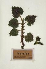 Nettles (S)