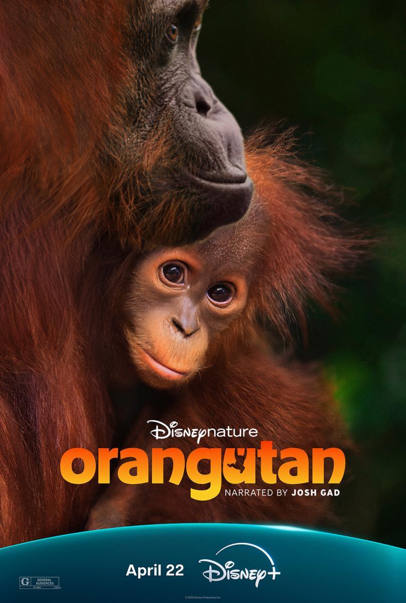 Orangután 