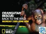 Al rescate de orangutanes (TV)