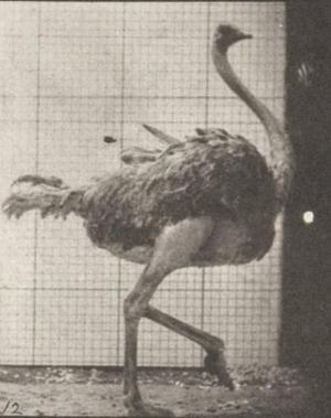 Ostrich walking (C)