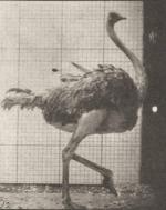 Ostrich walking (S)