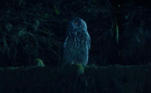 Owl (C)
