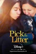 Pick of the Litter (TV Miniseries)