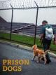 Prison Dogs 