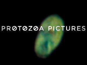 Protozoa Pictures