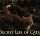 Secret Life of Cats (TV)