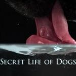 La vida secreta de los perros (TV)