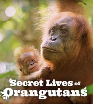 Secret Lives of Orangutans 