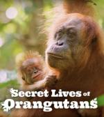 La vida secreta de los orangutanes 