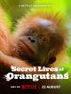 La vida secreta de los orangutanes 