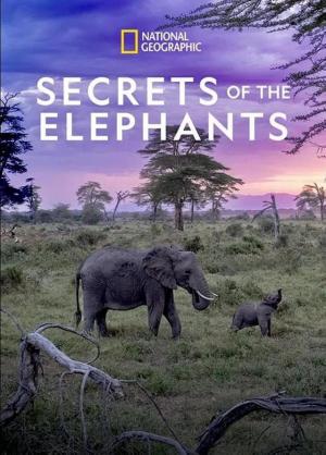 Secrets of the Elephants (TV Miniseries) (2023) - FilmAffinity