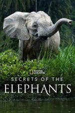 Secretos de los elefantes (Miniserie de TV)