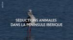 Séductions animales dans la péninsule ibérique 