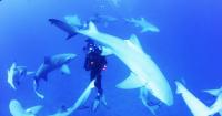 Sharkwater Extinction  - Fotogramas