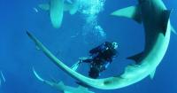 Sharkwater Extinction  - Stills