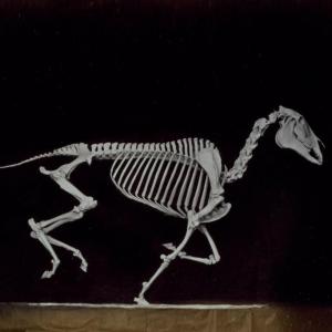 Skeleton of Horse (S)