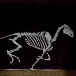 Skeleton of Horse (C)
