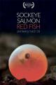 Sockeye Salmon. Red Fish 
