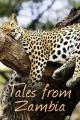 Tales from Zambia. The Wild Web 