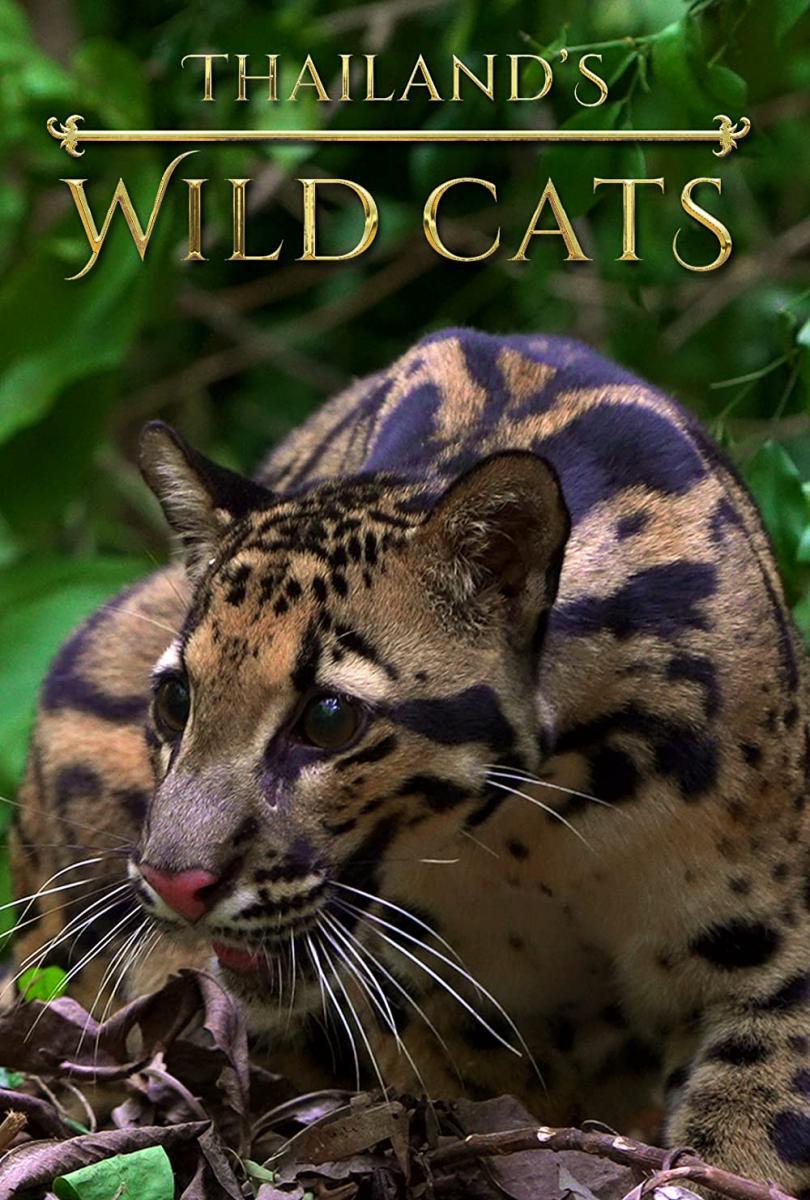 Thailand's Wild Cats 