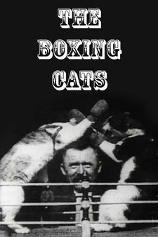 The Boxing Cats (C)