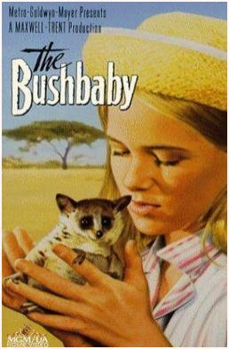 The Bushbaby 