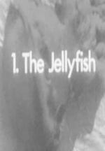 The Jellyfish (C)