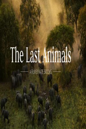 The Last Animals 