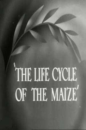The Life Cycle of the Maize (C)