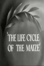 The Life Cycle of the Maize (C)