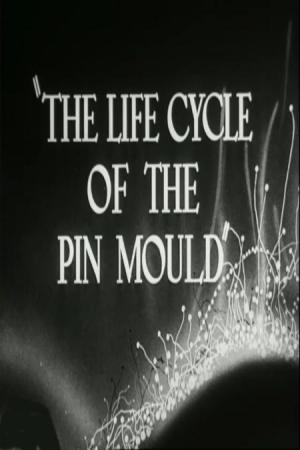 The Life Cycle of the Pin Mould (C)