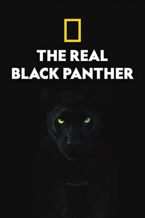 The Real Black Panther 
