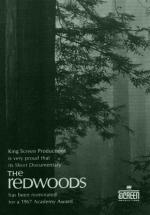 The Redwoods (S)