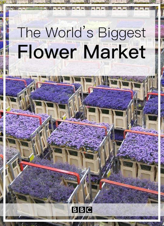 Image gallery for The World's Biggest Flower Market FilmAffinity