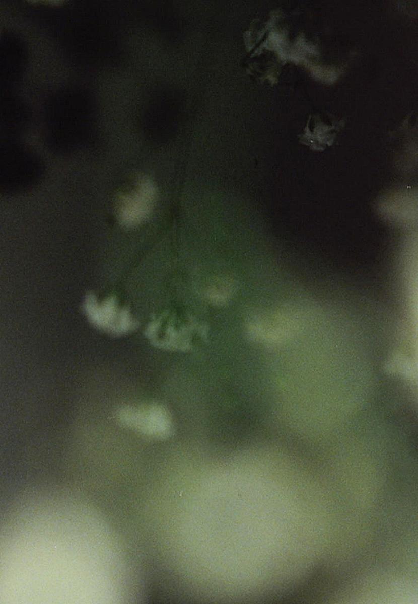 Image gallery for Transcript (S) - FilmAffinity
