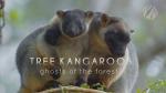Tree Kangaroos: Ghosts of the Forest (TV)