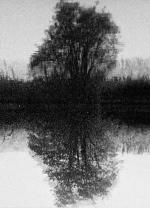 Tree Reflection (C)