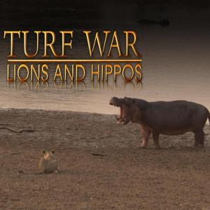 Guerra territorial - Leones e hipopótamos (2014) - Filmaffinity