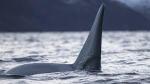 La guerra de las ballenas. Las orcas atacan  