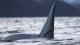 La guerra de las ballenas. Las orcas atacan  
