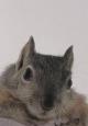 Western Gray Squirrel (C)