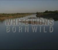 Leones blancos, nacidos salvajes (2012) - Filmaffinity