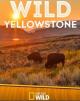 Wild Yellowstone (TV Miniseries)