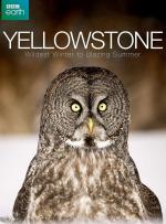 Yellowstone: Wildest Winter to Blazing Summer (TV Miniseries)